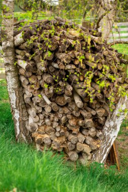 Arka bahçedeki iki ağacın arasında üst üste odun yığılmış..