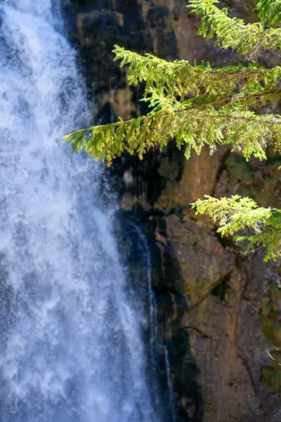 Avusturya 'daki Wasserloch-Klamm-Palfau parkında bir şelalenin arka planında yeşil ağaç dalları var.