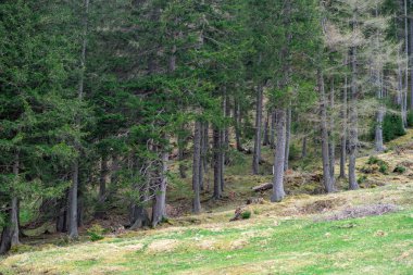İlkbaharda Avusturya Alplerinde bir orman yolu boyunca uzanan kozalaklı bir orman manzarası