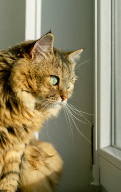 Evcil kedi güneş ışığında pencere kenarında otururken pencereden dışarı bakar..