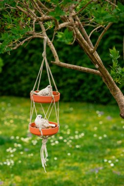 Dekoratif seramik kuşlar bahar bahçesindeki bir ağaç dalında iki katlı bir terakotta besleyicisinde oturuyorlar. Çiçekler ve yapraklarla yeşil bulanık arkaplan.