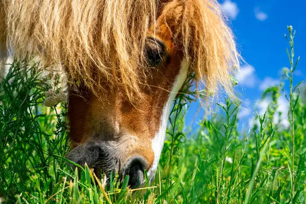 Yeşil bir çayırda otlayan yemyeşil yeleli küçük kırmızı bir midilli, mavi bir gökyüzüne karşı.