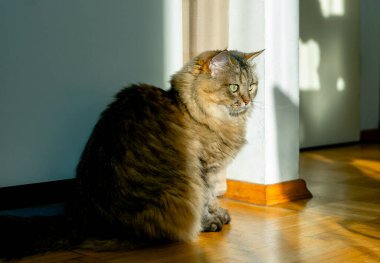 Bir evin ahşap zemininde gün ışığı altında oturan evcil bir kedi görüntüsü..