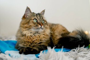 Yumuşak bir kedi halıya uzanıyor ve dikkatlice neler olduğunu izliyor. Bir apartmanda evcil hayvanlar