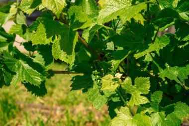 Avusturya 'daki üzüm bağlarından birindeki bir üzüm çalısının yeşil yaprakları arasında olgunlaşmamış bir demet üzümün görüntüsü