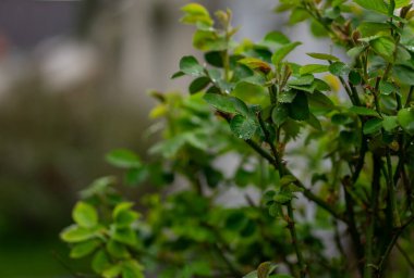 Bir sürü koyu yeşil yaprak bir gül çalısı, Işıl ışıl su damlaları ile süslenmiş.