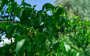 Ağaç dallarında olgunlaşmamış ceviz meyveleri. Ceviz ağacı hasat edilmeyi bekliyor..