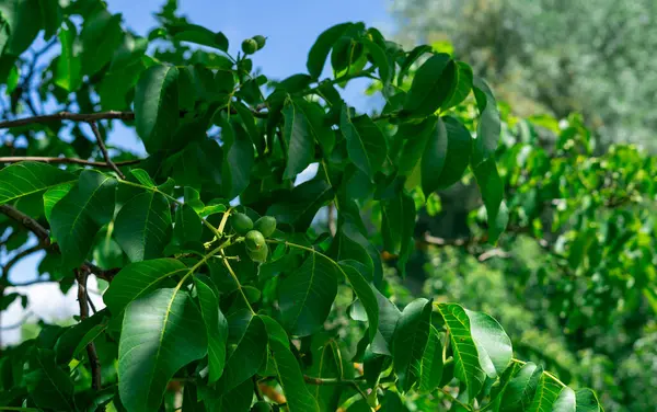 Ağaç dallarında olgunlaşmamış ceviz meyveleri. Ceviz ağacı hasat edilmeyi bekliyor..