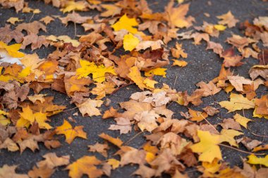 Sarı ve turuncu akçaağaç yaprakları şehrin karanlık sokaklarında asfalt üzerine uzanır..