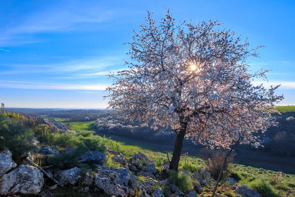 Primavera Parco Nazionale Dell Alta Murgia Mandorlo Selvatico Fiore All — Foto Stock