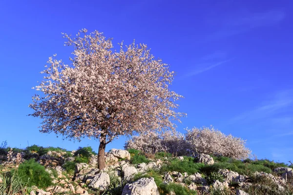 Primavera Parco Nazionale Dell Alta Murgia Mandorlo Selvatico Fiore Puglia — Foto Stock