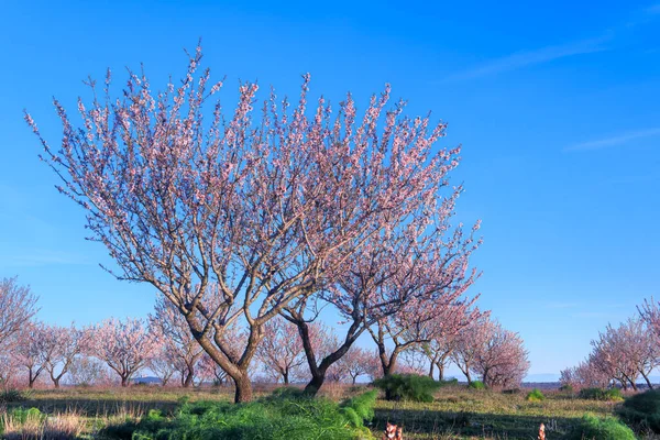 Springtime Verbindung Setzen Nationalpark Alta Murgia Mandelbäume Blühen Apulien Italien — Stockfoto