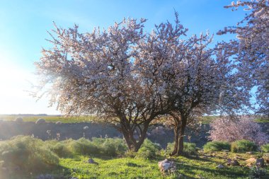 İlkbahar. Alta Murgia Ulusal Parkı: İtalya 'nın Apulia kentinde şafak vakti açan yabani badem ağacı.