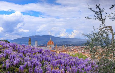 Floransa 'nın Bahar Dili: Santa Maria del Fiore Katedrali Bardini Bahçesi' nden tipik bir salkım çiçeğiyle görülür.