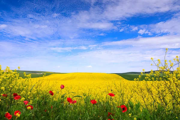 Frühling Ein Feld Gelber Blumen Über Wolken Apulien Italien — Stockfoto