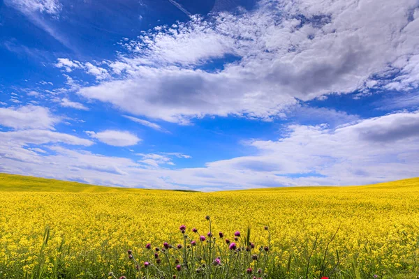 Frühling Hügel Mit Gelben Blumen Über Wolken Apulien Italien — Stockfoto