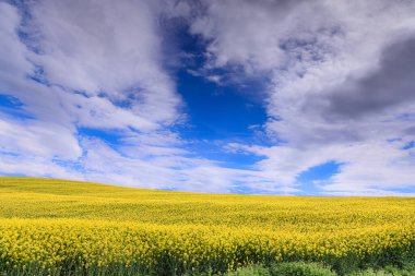 İlkbahar: Sarı çiçekli tepe Apulia 'da bulutlar tarafından gözden kaçırıldı, 
