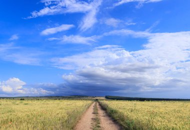 Alta Murgia Ulusal Parkı: Apulia, İtalya 'da buğday tarlası. Geniş tarlaları ve kayalık çıkıntıları olan bir kireçtaşı yaylası, koyun yollarıyla karakterize edilen çayırlar, mercimek bitkisi çalıları..