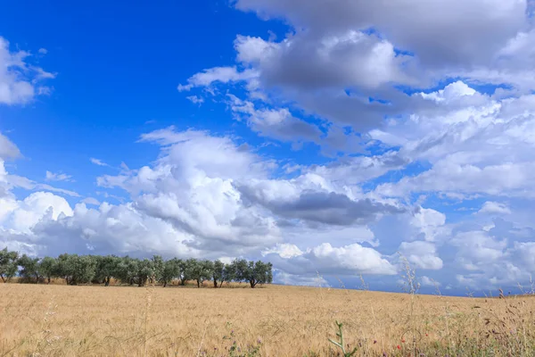 Хилли Сельской Местности Кукурузным Полем Оливковой Рощей Апулии Италия — стоковое фото