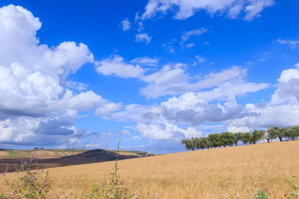 イタリア プーリア州のトウモロコシ畑とオリーブ畑のある丘陵地帯 — ストック写真