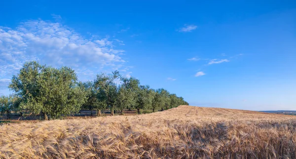 Wzgórza Polem Kukurydzy Gajem Oliwnym Apulia Włochy — Zdjęcie stockowe