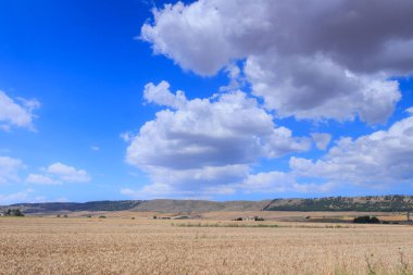 İtalya, Apulia 'da buğday tarlası. Alta Murgia Ulusal Parkı geniş tarlaları ve kayalık çıkıntıları olan bir kireçtaşı platodur. Koyun yollarıyla karakterize edilen çayırlar, mercimek bitkisi çalıları.. 