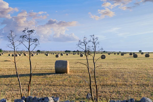 Paesaggio Rurale Balla Paglia Nei Campi Mais Raccolti Puglia Italia — Foto Stock
