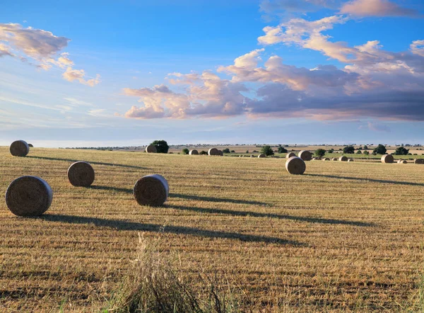 Ländliche Landschaft Strohballen Auf Abgeernteten Maisfeldern Der Region Apulien Italien — Stockfoto
