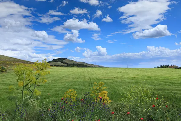 Lente Heuvelachtig Landschap Met Groene Tarwevelden Apulië Italië Uitzicht Het Stockfoto
