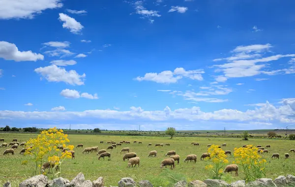 Вид Национальный Парк Alta Murgia Апулии Италия Цветок Овцы Весеннем Лицензионные Стоковые Изображения
