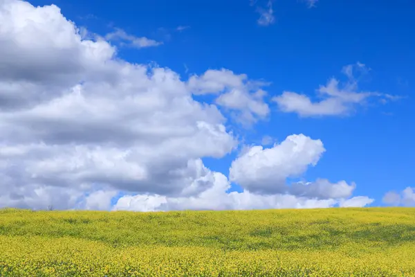 Blauwe Lucht Met Wolken Lenteweide Van Gele Bloemen Rechtenvrije Stockafbeeldingen