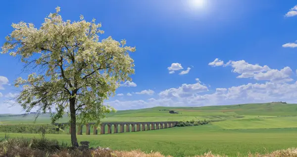 Пейзаж Апулии Цветущее Дерево Зелеными Холмами Пересечёнными Виадуком Стоковое Изображение