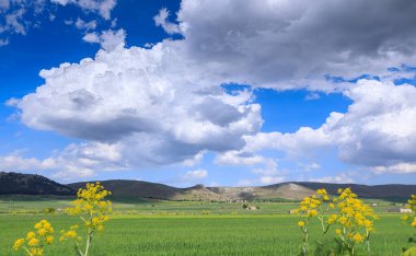 İlkbahar: İtalya, Apulia 'da yeşil buğday tarlaları olan tepe manzarası. Alta Murgia Ulusal Parkı manzarası: Arka planda Garagnone Şatosu 'nun kalıntıları.