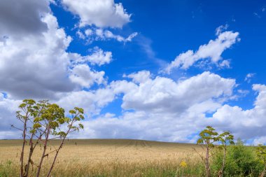 Hilly landscape with wheat field dominated for clouds in Apulia, Italy.