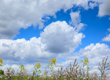 İtalya, Apulia 'da bahar manzarası. Alta Murgia Ulusal Parkı 'nda vahşi bitki örtüsüyle kaplı Hilly ilkbahar manzarası.