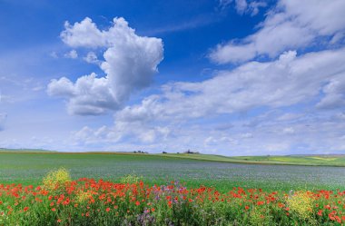 İlkbahar: Apulia, İtalya 'da ekili tarlaları ve çiftlik evleri olan tepe manzarası.