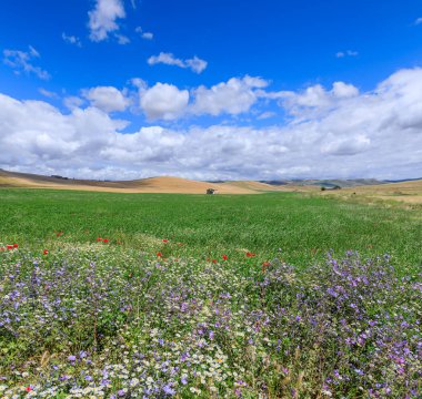 İlkbahar: Apulia, İtalya 'da ekili tarlaları ve çiftlik evleri olan tepe manzarası.