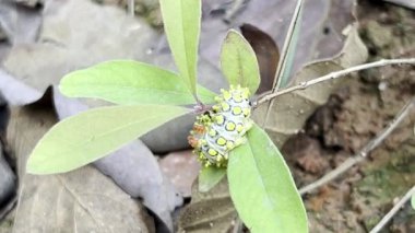 Drury's Jewel Caterpillar (Cyclosia papilionaris)