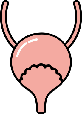 İnsan Mesanesi Simgesi İllüstrasyonu