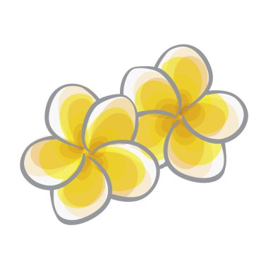 Frangipani El Çizim Vektörü İllüstrasyonu