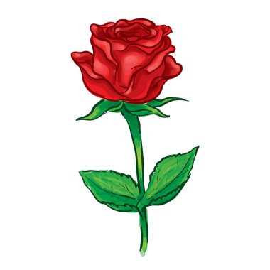 Kırmızı Gül El Çizim Vektörü İllüstrasyonu