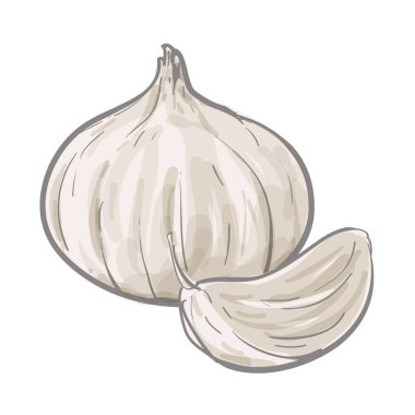 Sarımsak El Çizim Vektörü İllüstrasyonu