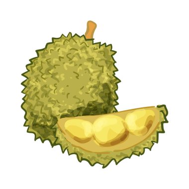 Durian Meyve Eli Çizim Vektörü İllüstrasyonu