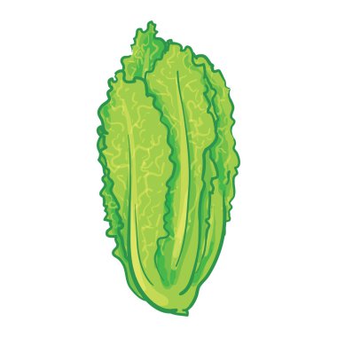 marul El Çizim Vektörü İllüstrasyonu