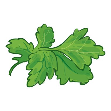 Maydanoz El Çizim Vektörü İllüstrasyonu