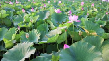 Yaz göletinde çiçek açan nilüfer çiçeği