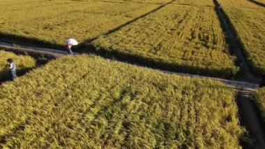 Sonbahar pirinç tarlası buğday olgun hava fotoğrafçılığı