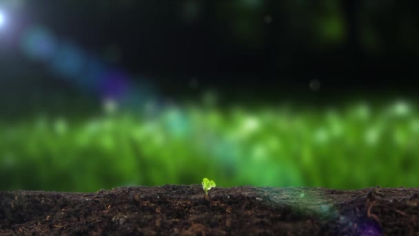 Frühjahrspflanzen Sprießen Und Sämlinge Wachsen Aus Dem Boden — Stockvideo