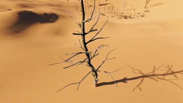 Deserto Con Danni Ambientali Ecologici Siccità Scarsità Acqua — Video Stock