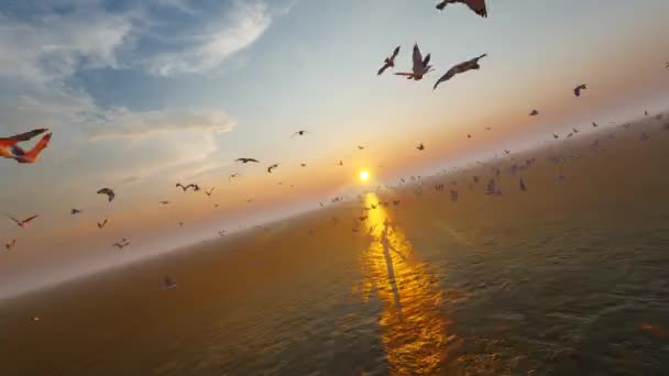 Gaviotas Volando Bajo Sol Tarde — Vídeos de Stock